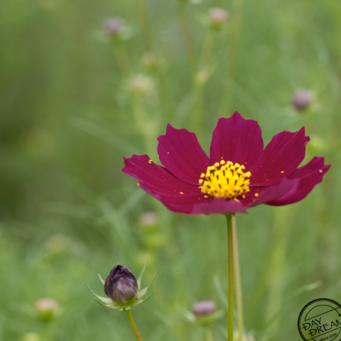 Ambivalence and cockiness