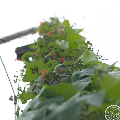 Creepered Green Tower