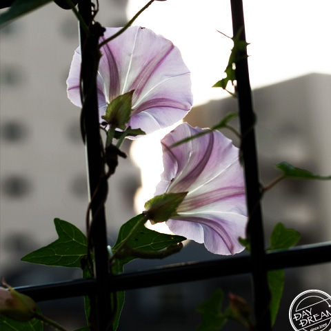 Bellbind in late autumn