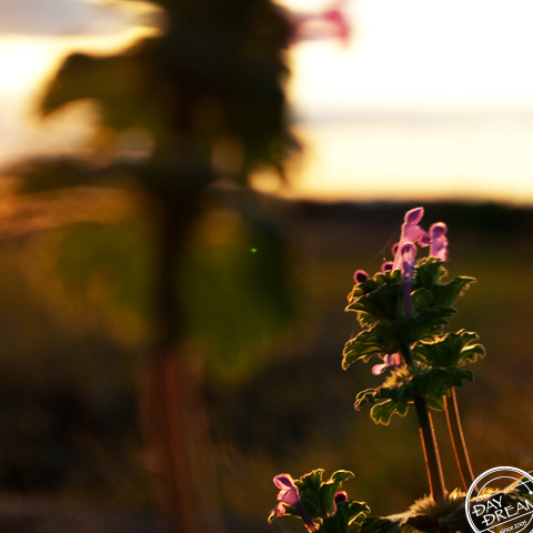 Set up. at Sun bath.