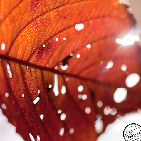 Sunbeams streaming through bug hole