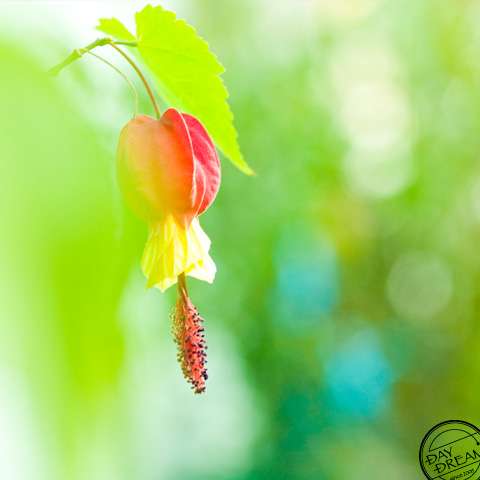 The conservatory green