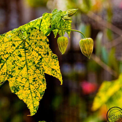 Not end with adulthood