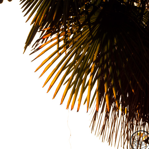 Palm tree in the coldy wind
