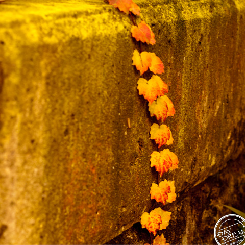 Scurry under a lamppost