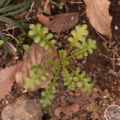 Watch where one walks