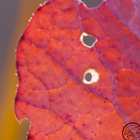 Red leaf and red sky