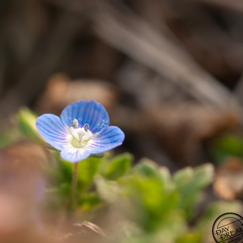 Bloomed bloomed. Blue of spring