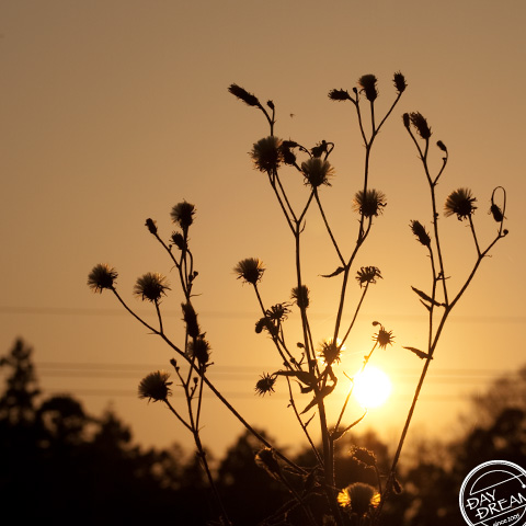 Yellow morning sun light
