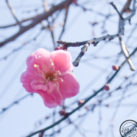 The first plum blossoms in this spring