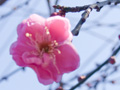 The first plum blossoms in this spring