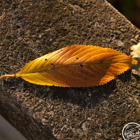 Nonreading encyclopedia