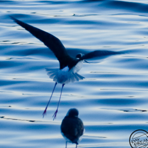 Beautiful blue behind