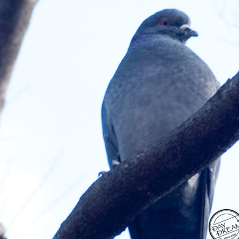Bread crumb sow by hand
