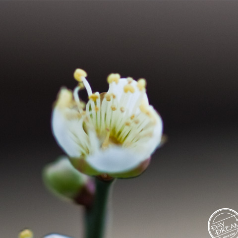 Tofu seller's plum tree