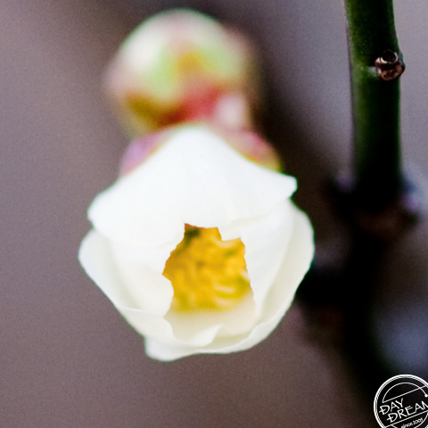 Plum tree in garden of tatami maker
