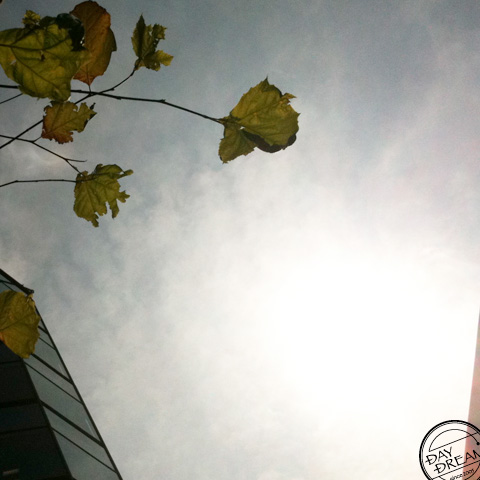 The sprout has expanded