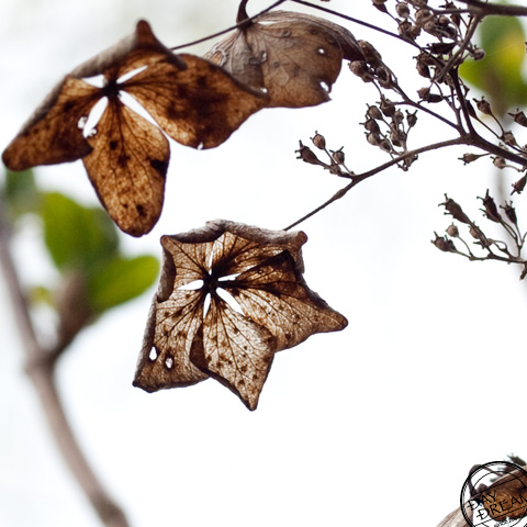 The signature of the summer flower