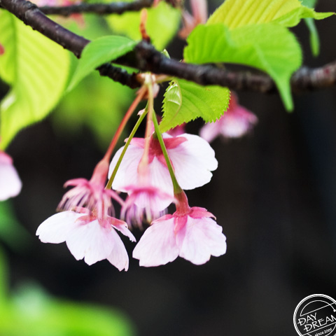 Rice and sea weed thick roll