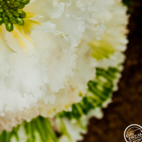White dress with pride