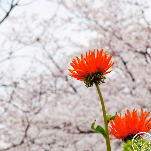 Pretend to blow imaginary trumpet