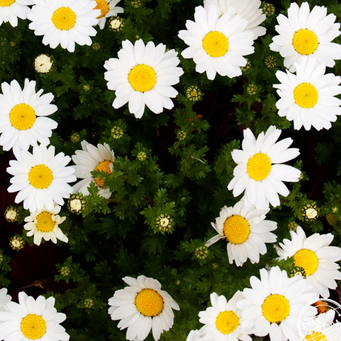 Flowers in the garden, sometimes white