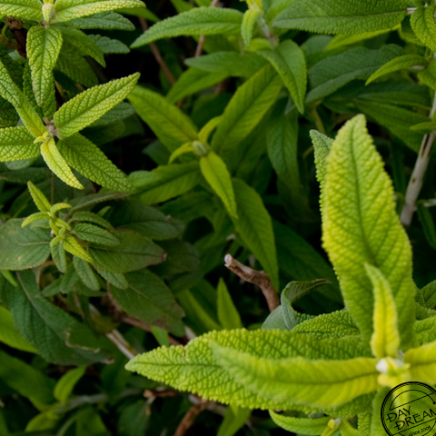 Friendly green green