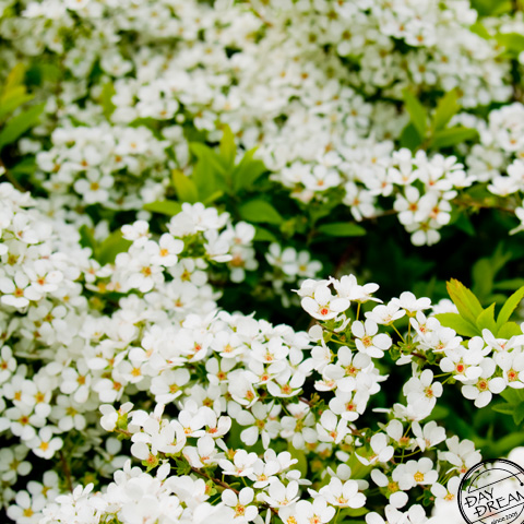White Thunberg's meadowsweet