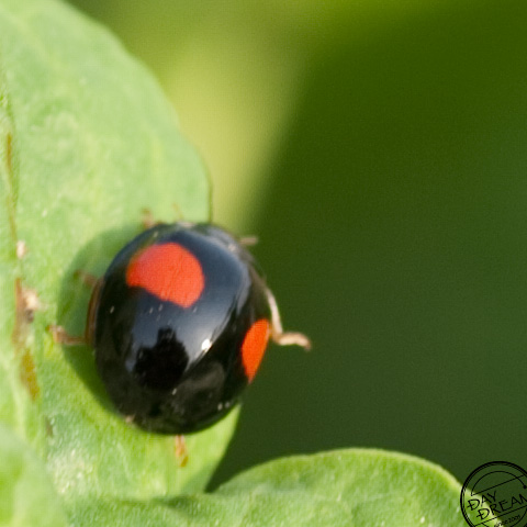 Schlepp schlepp schlepp