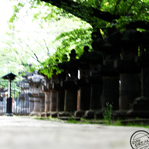 Dancy the After spring