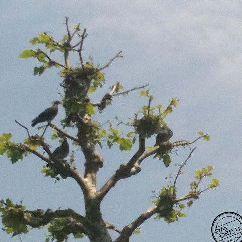 Whisper behind someone's back