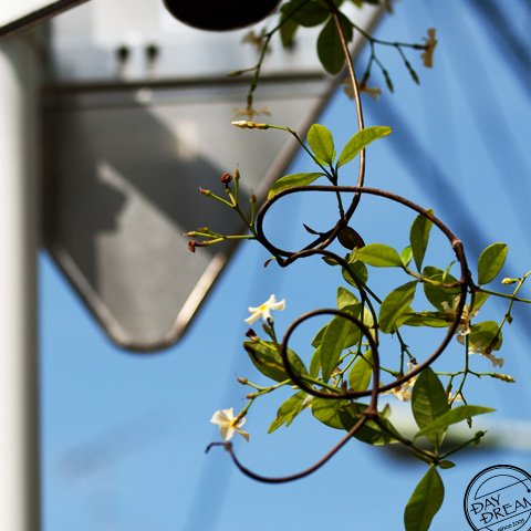 The dish of  blue gentian